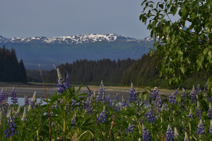 lupine on hike